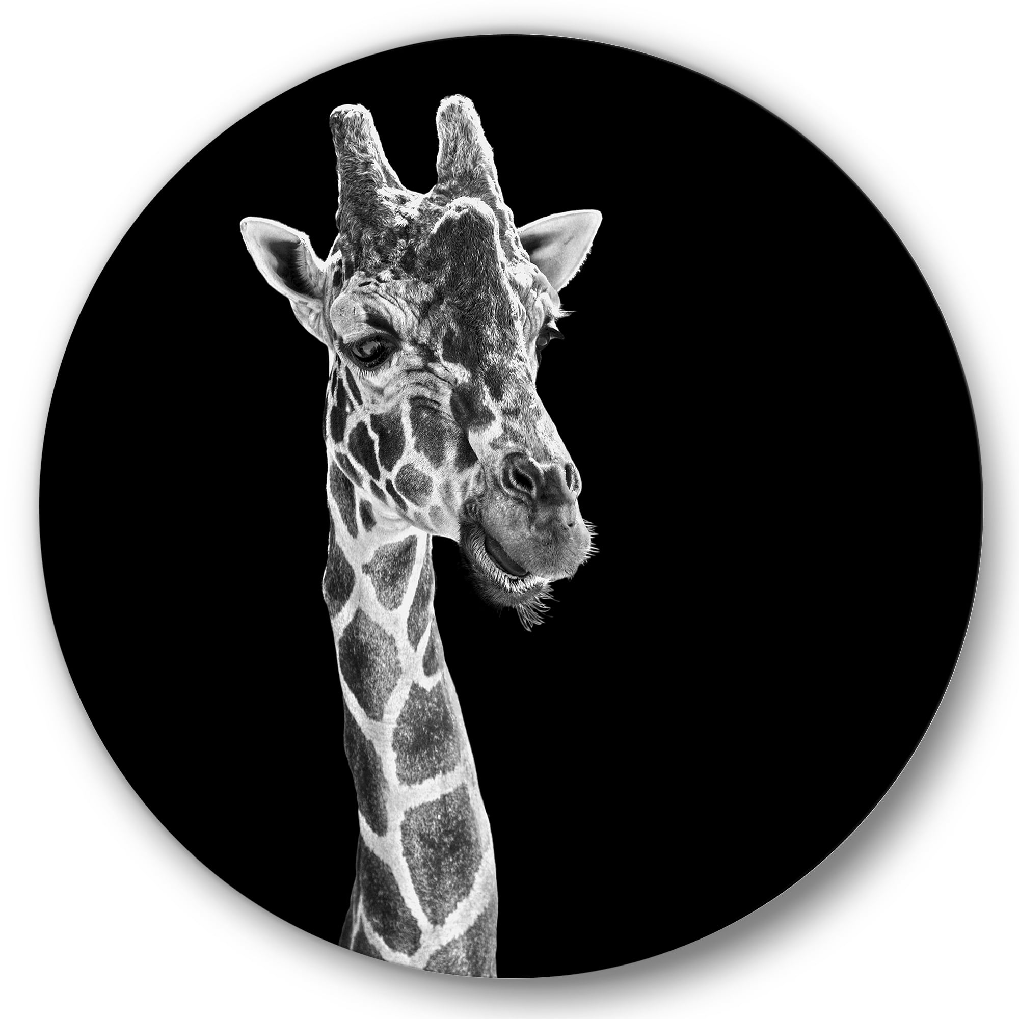 Designart 'Close Up Portrait Of A Giraffe On Black II' Farmhouse Circle Metal Wall Art 11x11 - Disc of 11