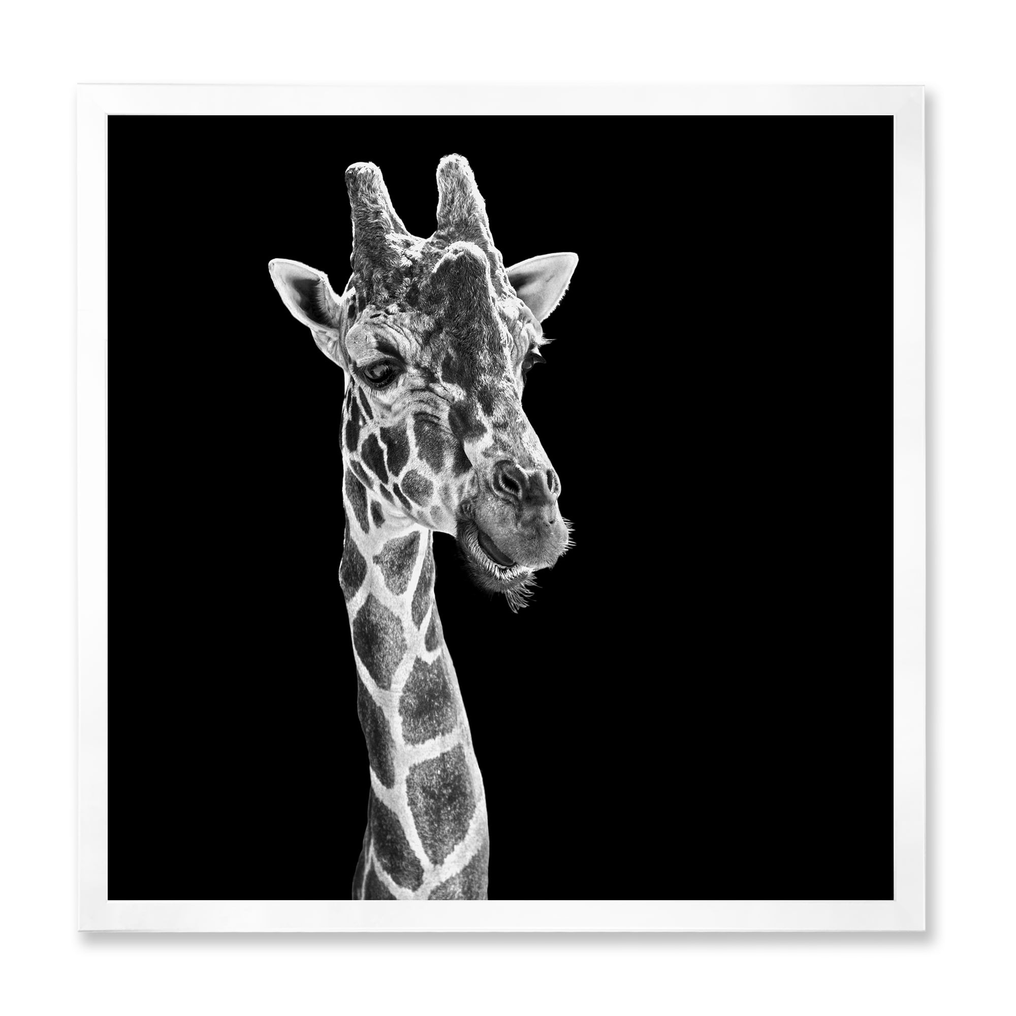 Designart 'Close Up Portrait Of A Giraffe On Black II' Farmhouse Framed Art Print