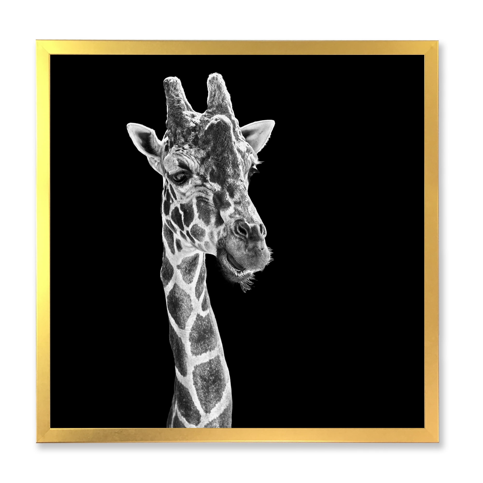 Designart 'Close Up Portrait Of A Giraffe On Black II' Farmhouse Framed Art Print