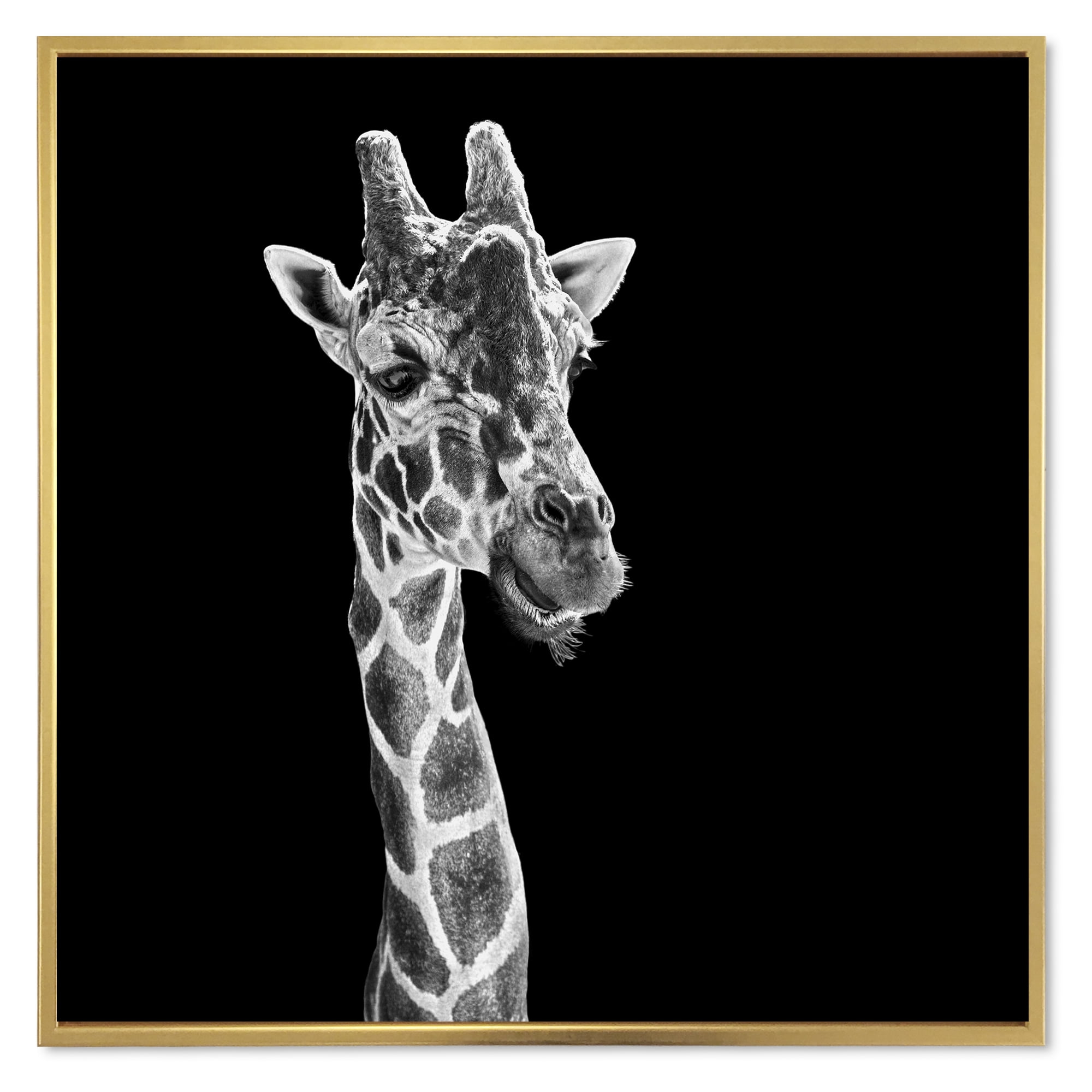 Designart 'Close Up Portrait Of A Giraffe On Black II' Farmhouse Framed Canvas Wall Art Print