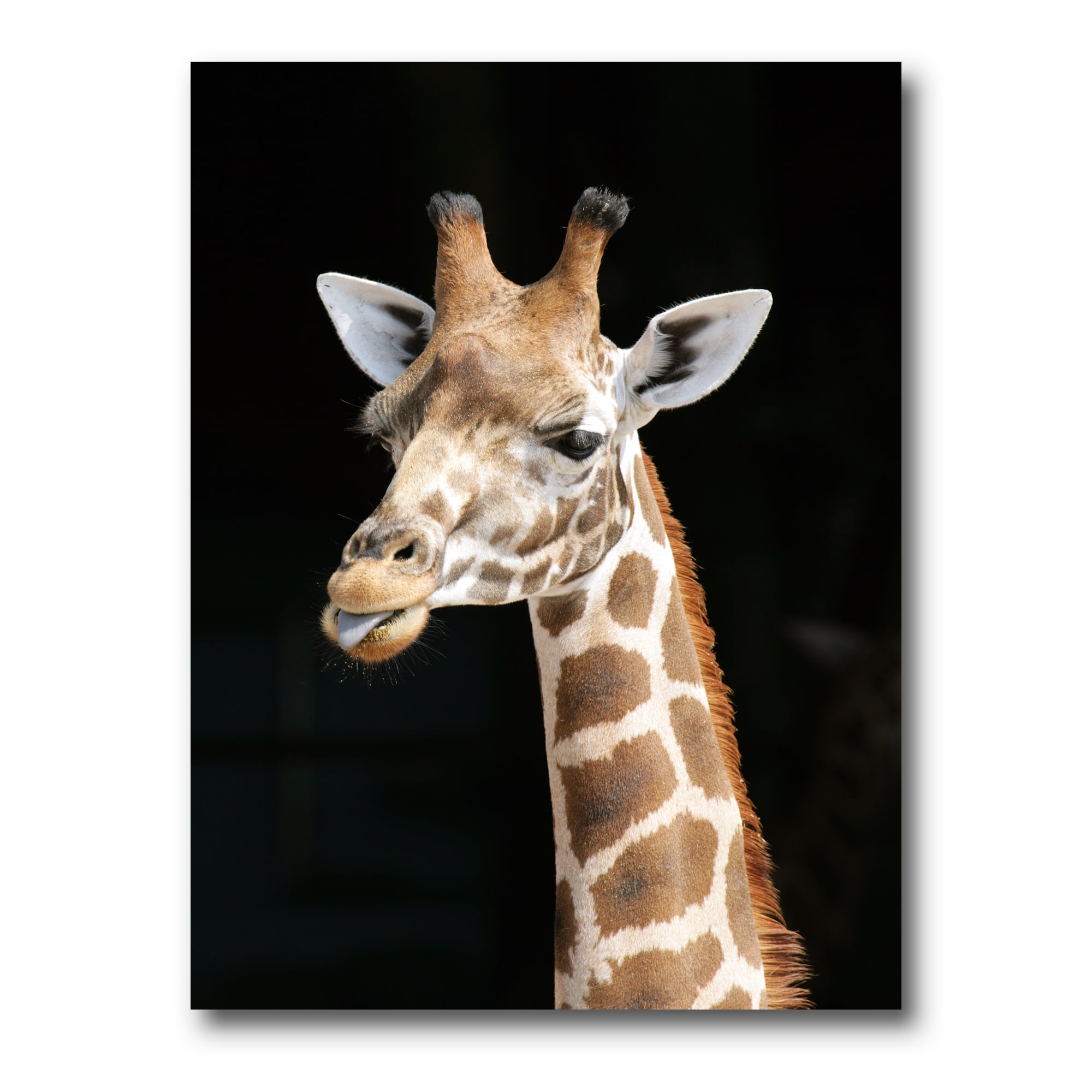 Designart ' Close Up Portrait Of A Giraffe On Black III ' Farmhouse Canvas Wall Art Print