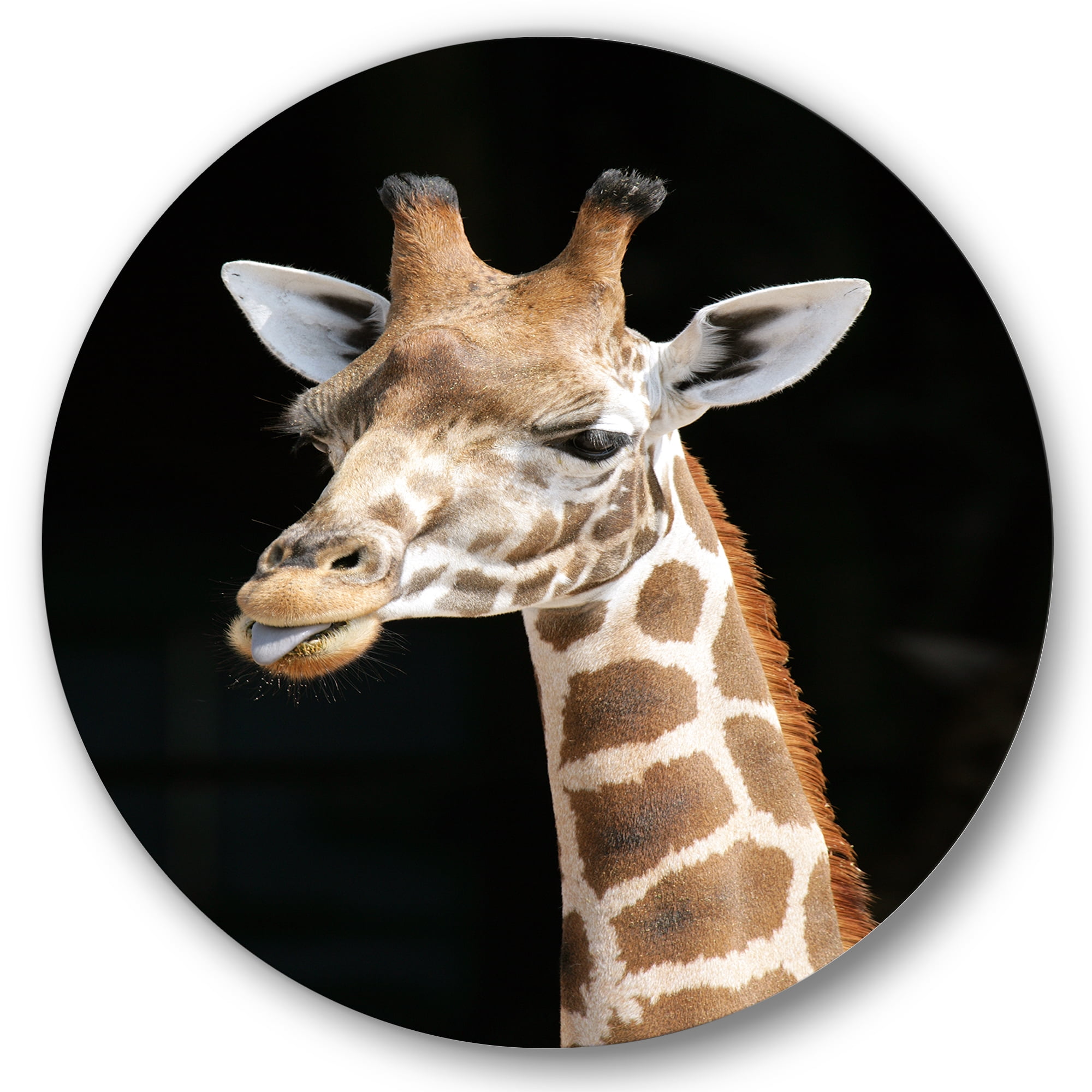 Designart 'Close Up Portrait Of A Giraffe On Black III' Farmhouse Circle Metal Wall Art 11x11 - Disc of 11