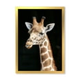 thumbnail image 1 of Designart 'Close Up Portrait Of A Giraffe On Black III' Farmhouse Framed Art Print, 1 of 1