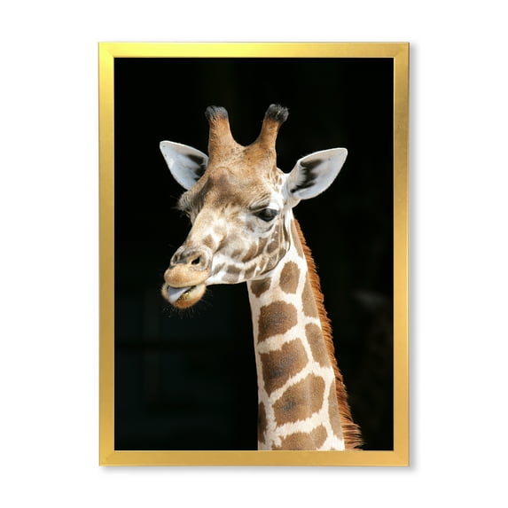 Designart 'Close Up Portrait Of A Giraffe On Black III' Farmhouse Framed Art Print
