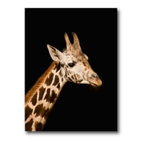 Designart ' Close Up Portrait Of A Giraffe On Black IV ' Farmhouse Canvas Wall Art Print