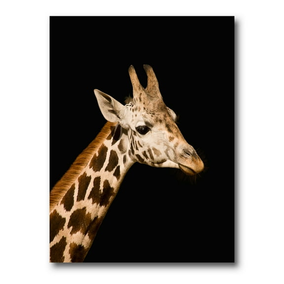 Designart ' Close Up Portrait Of A Giraffe On Black IV ' Farmhouse Canvas Wall Art Print