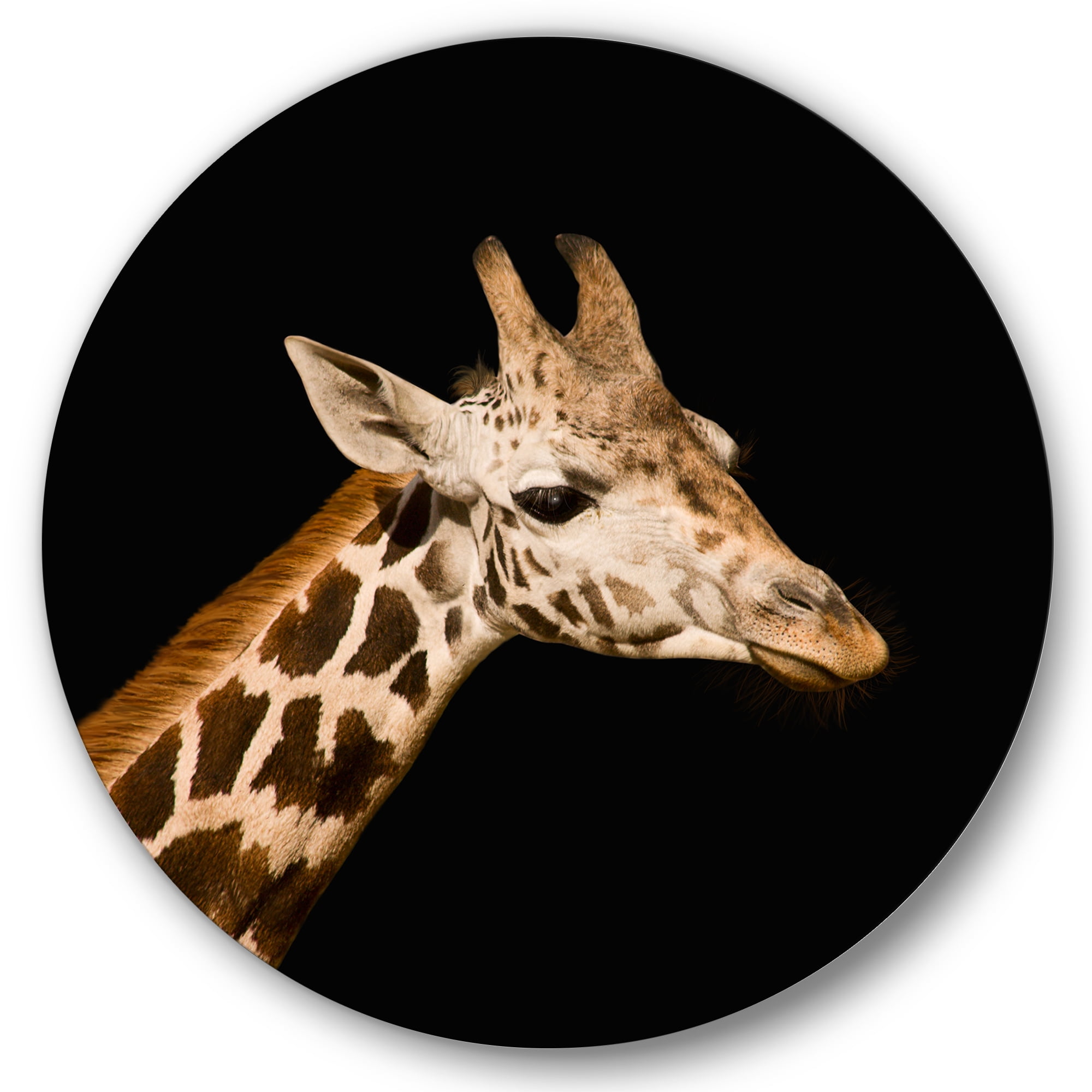 Designart 'Close Up Portrait Of A Giraffe On Black IV' Farmhouse Circle Metal Wall Art 29x29 - Disc of 29