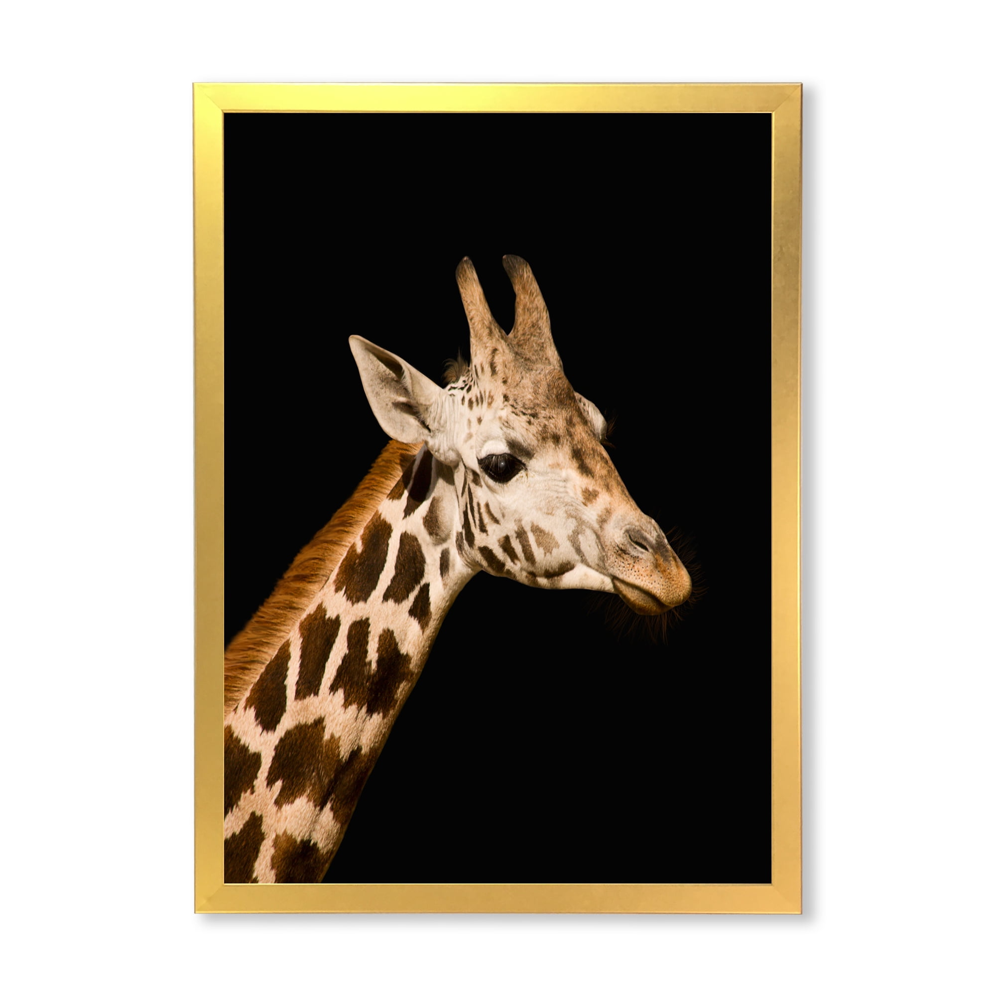 Designart 'Close Up Portrait Of A Giraffe On Black IV' Farmhouse Framed Art Print