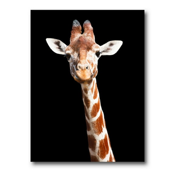 Designart ' Close Up Portrait Of A Giraffe On Black V ' Farmhouse Canvas Wall Art Print