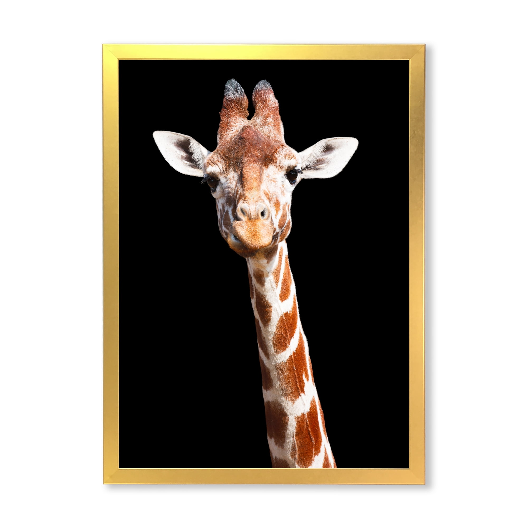 Designart 'Close Up Portrait Of A Giraffe On Black V' Farmhouse Framed Art Print