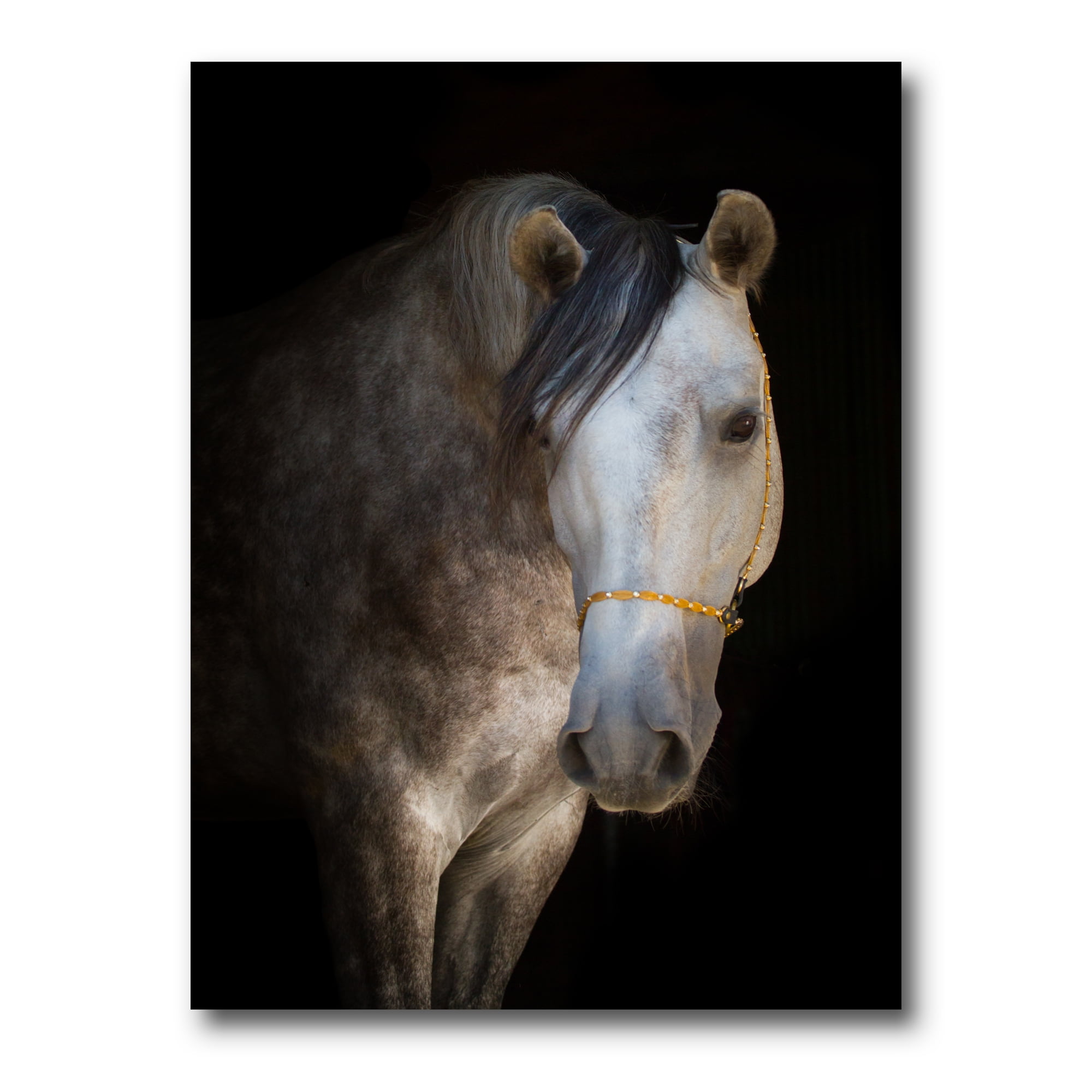 Designart ' Close Up Portrait Of A White Horse ' Farmhouse Canvas Wall Art Print