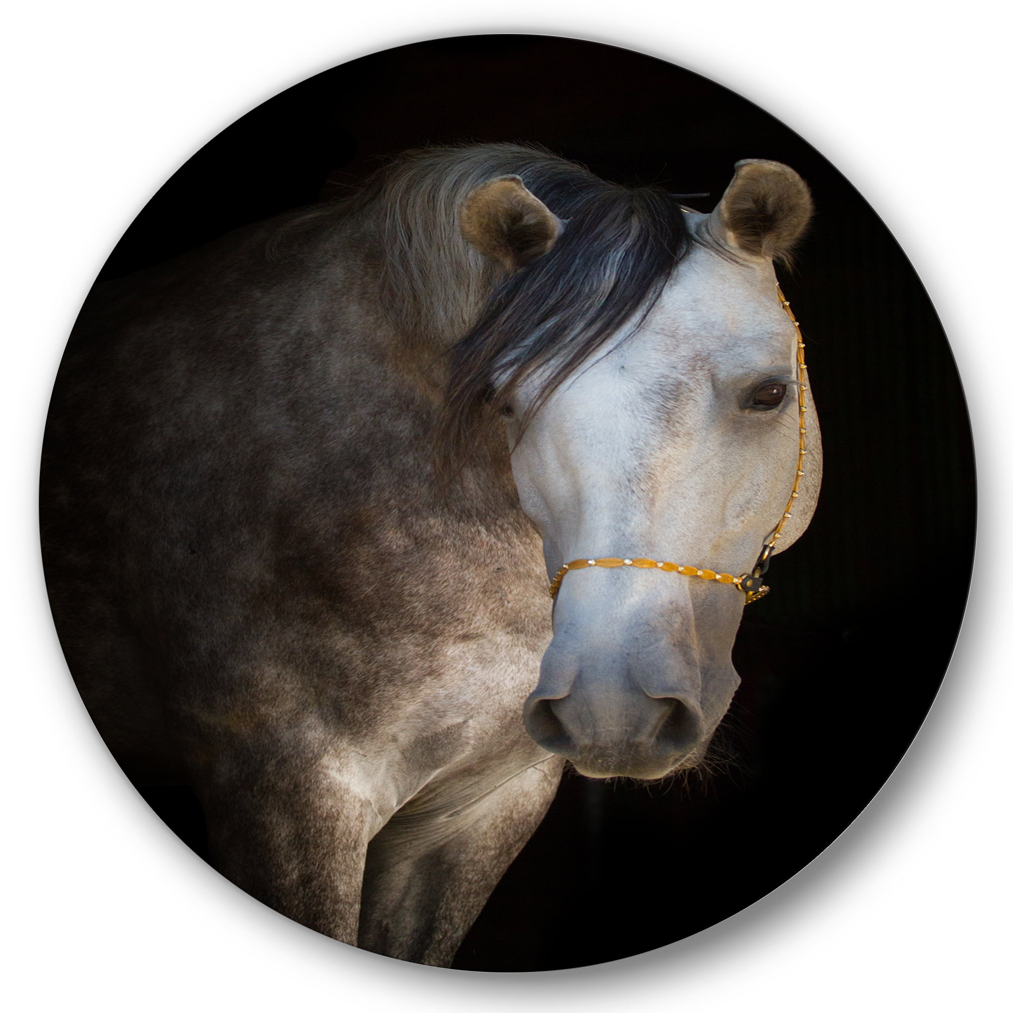Designart 'Close Up Portrait Of A White Horse' Farmhouse Circle Metal Wall Art 36x36 - Disc of 36