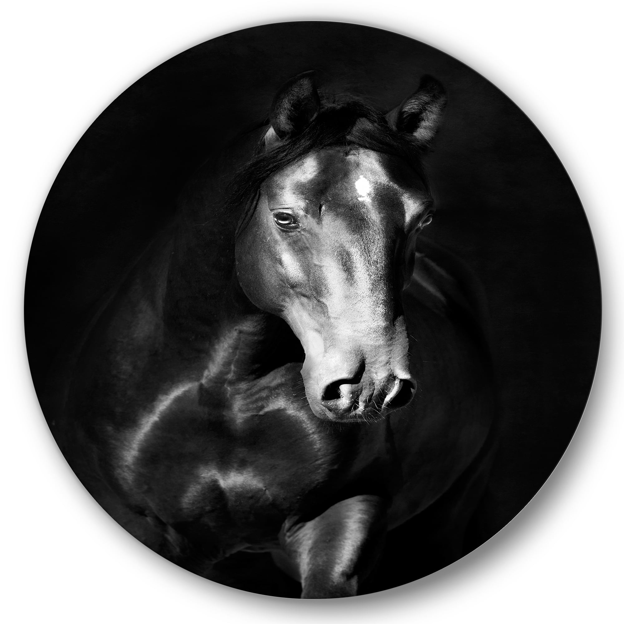 Designart 'Close Up Portrait Of Black Kladruby Horse' Farmhouse Circle Metal Wall Art 11x11 - Disc of 11
