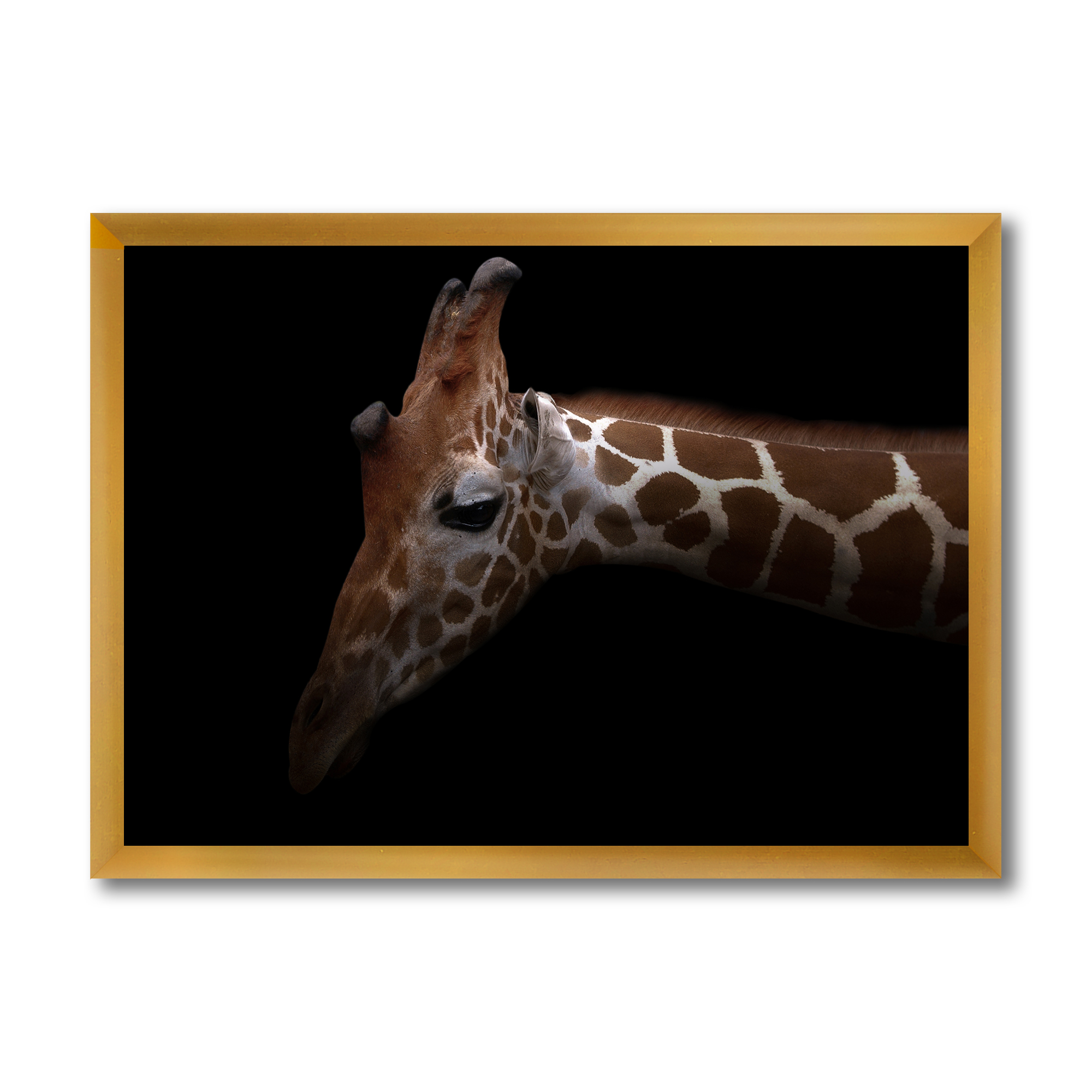 Designart 'Close Up Portrait of A Giraffe VIII' Farmhouse Framed Art Print