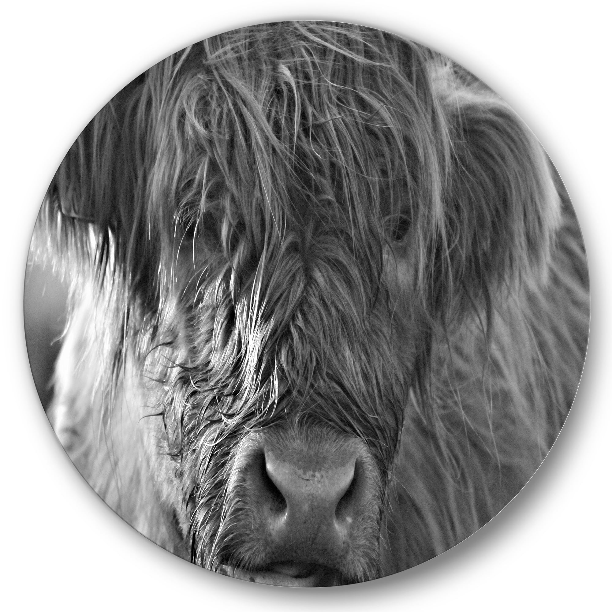 Designart 'Close Up Scottish Highland Cows Living On Moorland' Farmhouse Circle Metal Wall Art 11x11 - Disc of 11