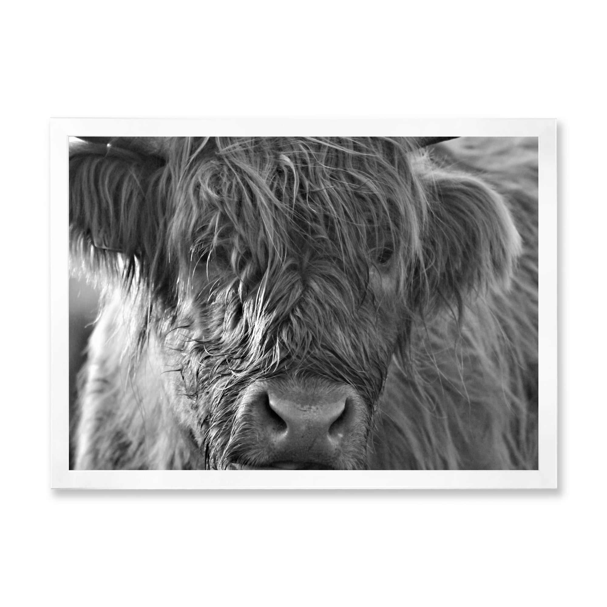 Designart 'Close Up Scottish Highland Cows Living On Moorland' Farmhouse Framed Art Print