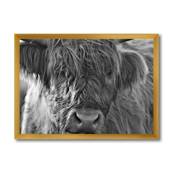 Designart 'Close Up Scottish Highland Cows Living On Moorland' Farmhouse Framed Art Print