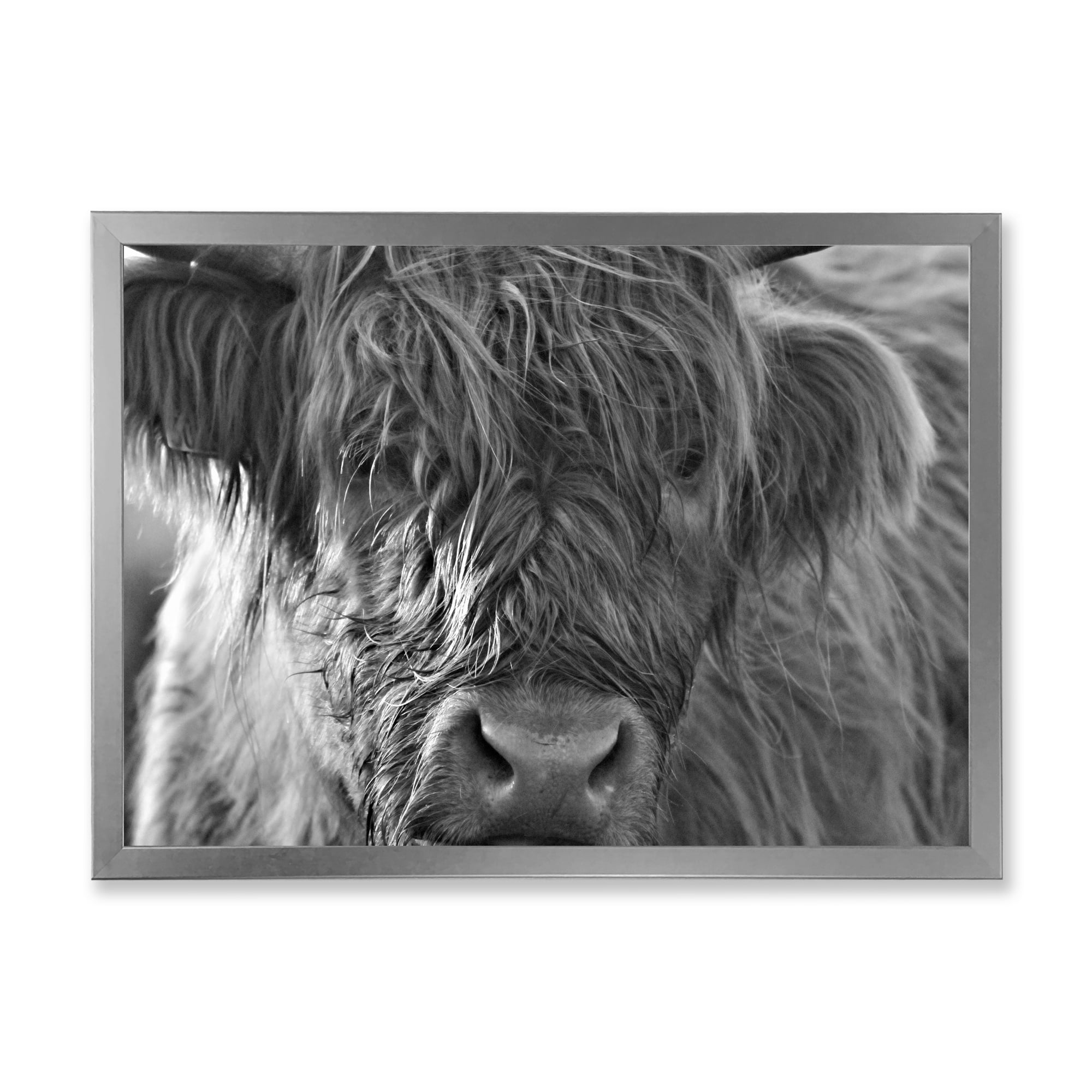 Designart 'Close Up Scottish Highland Cows Living On Moorland' Farmhouse Framed Art Print