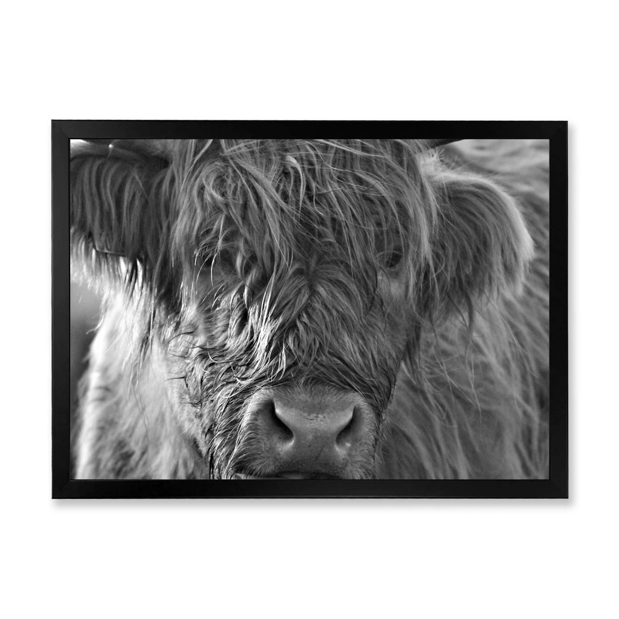 Designart 'Close Up Scottish Highland Cows Living On Moorland' Farmhouse Framed Art Print