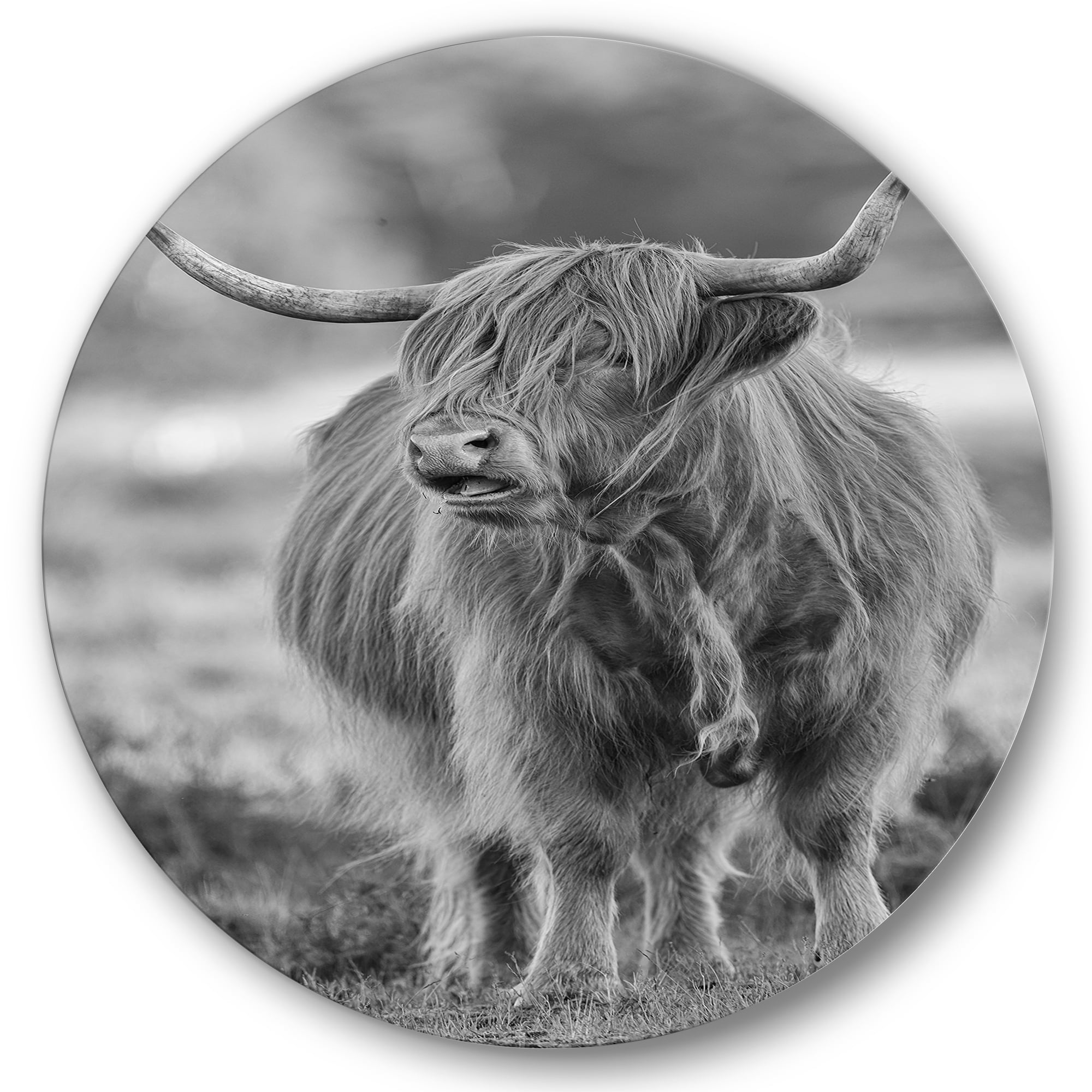 Designart 'Close Up View of Monochrome Bull' Farmhouse Circle Metal Wall Art 29x29 - Disc of 29