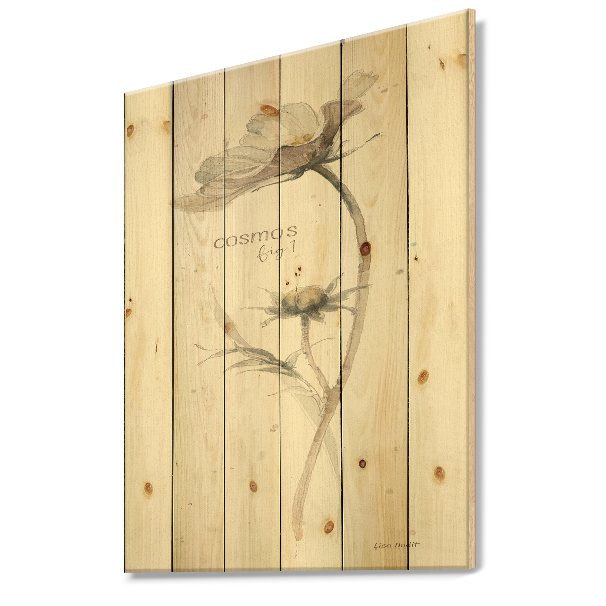 Designart 'Cosmos Flower On White' Traditional Print on Natural Pine Wood