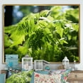 thumbnail image 1 of Designart "Dappled Sunlight Ferns Plant painting" Floral Floater Framed Canvas Print, 1 of 7