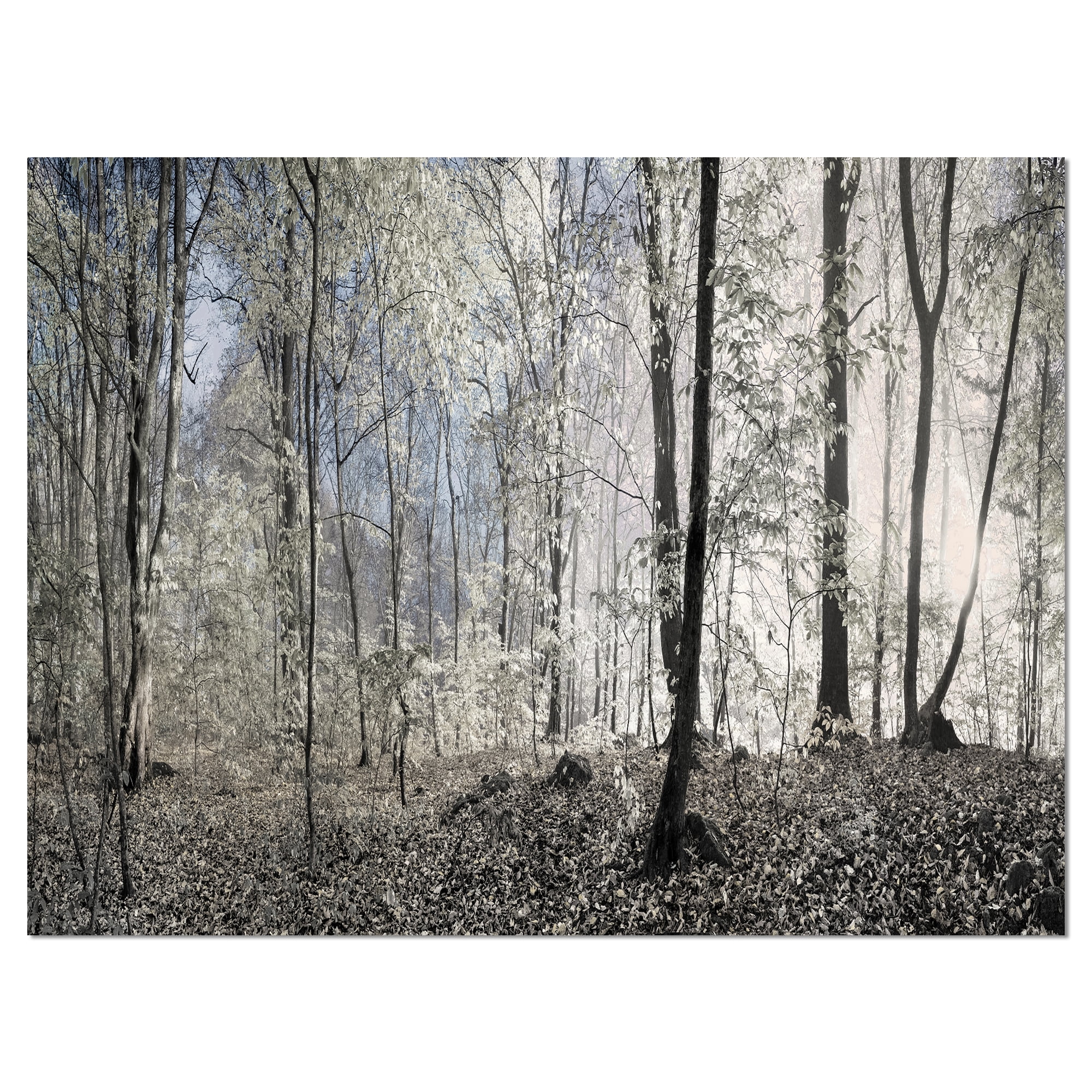 Designart 'Dark Morning in Forest Panorama ' Landscape Canvas Art Print