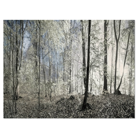 Designart 'Dark Morning in Forest Panorama ' Large landscape Canvas Art Print