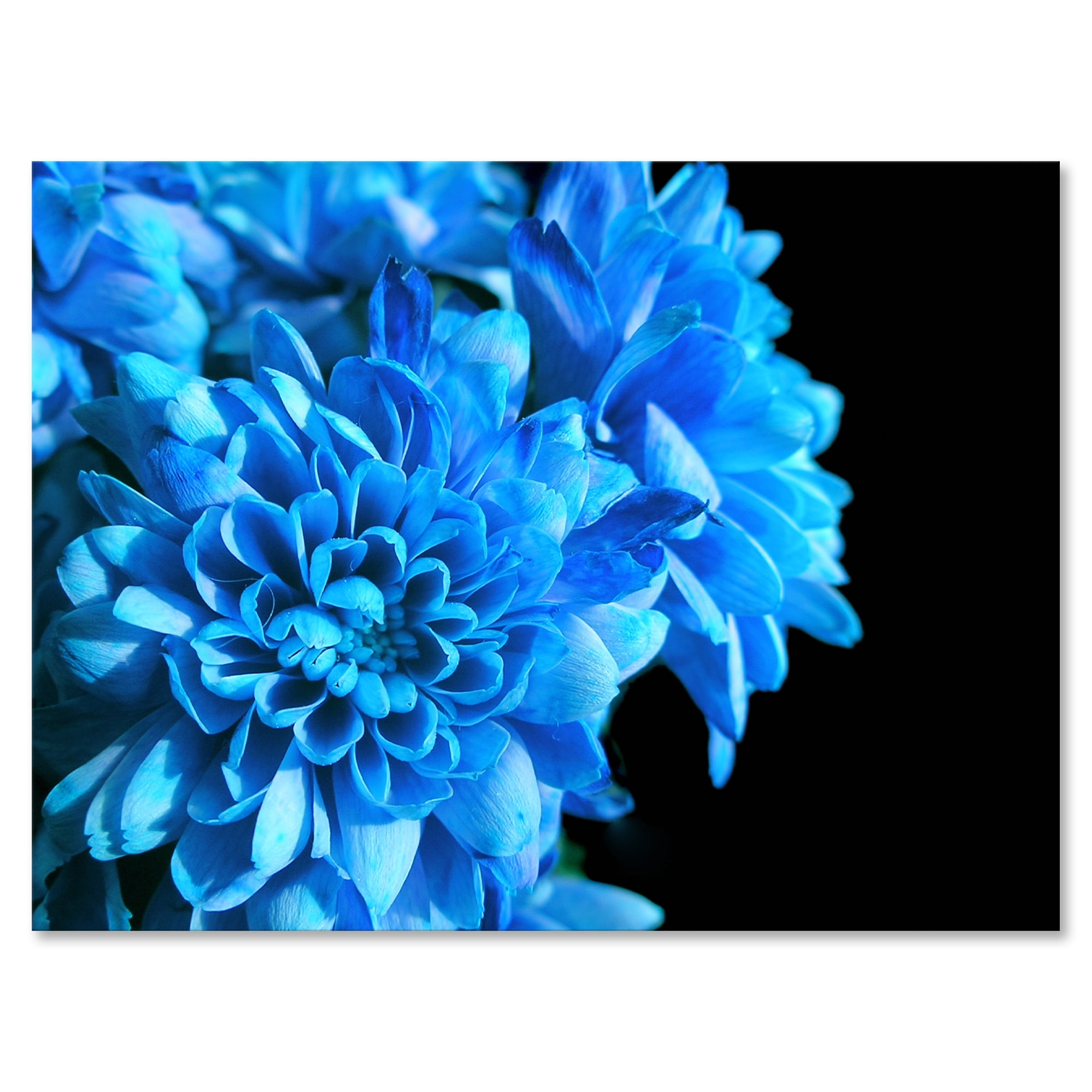 Designart ' Detail of Blue Flowers On Black Background I ' Traditional Canvas Wall Art Print