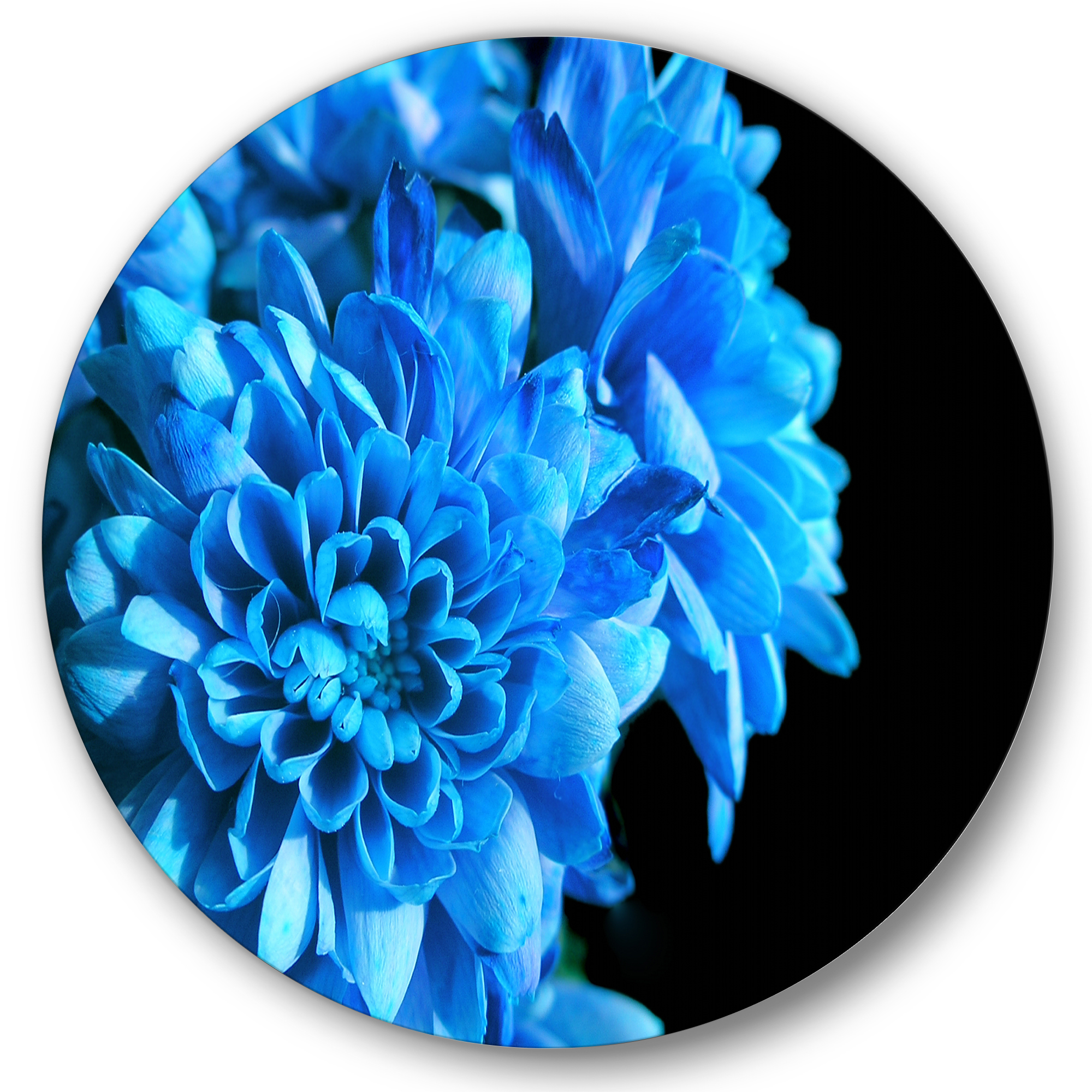Designart 'Detail of Blue Flowers On Black Background I' Traditional Circle Metal Wall Art 36x36 - Disc of 36