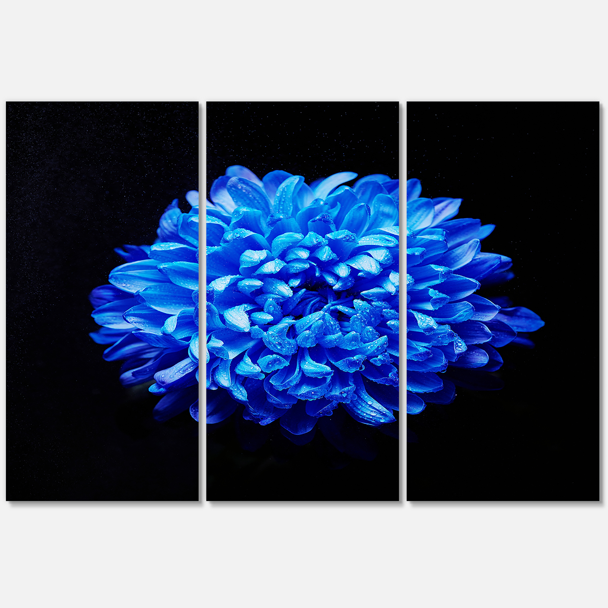 Designart ' Dew Drops on Blue Aster ' Traditional Canvas Wall Art Print