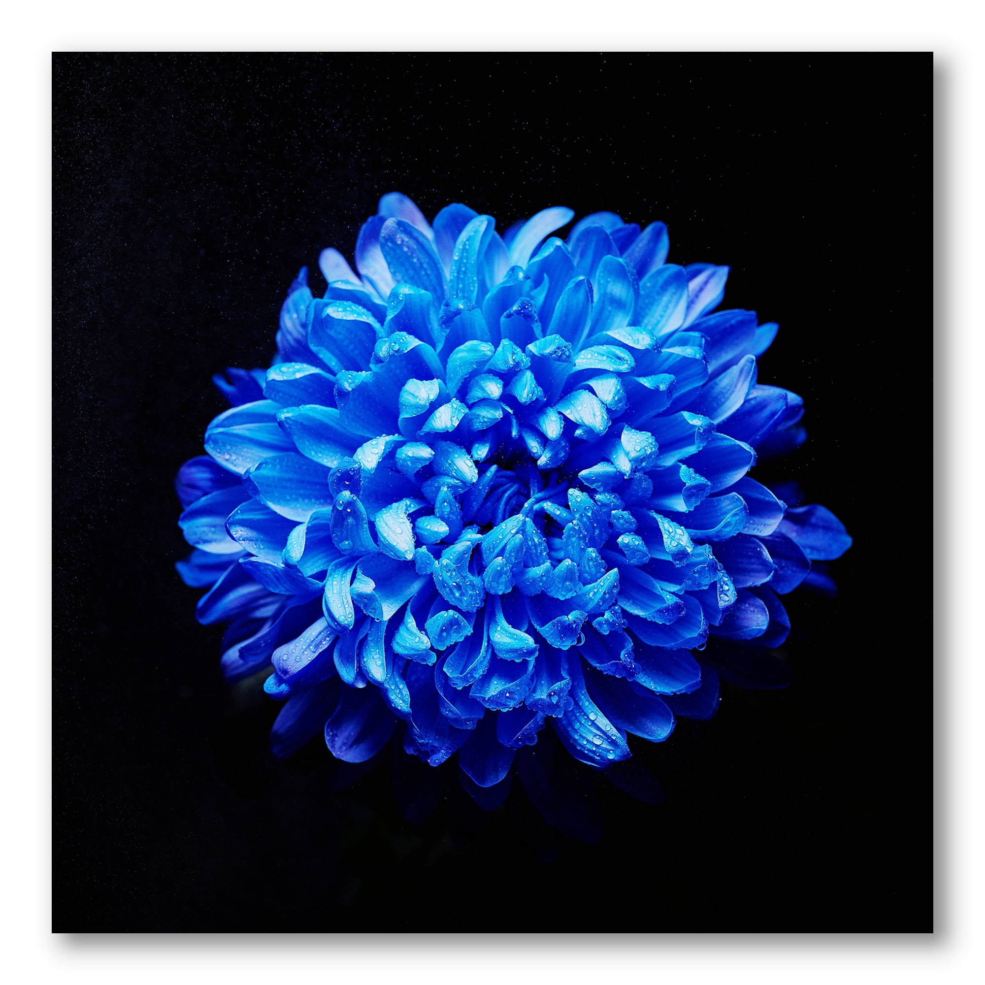 Designart ' Dew Drops on Blue Aster ' Traditional Canvas Wall Art Print