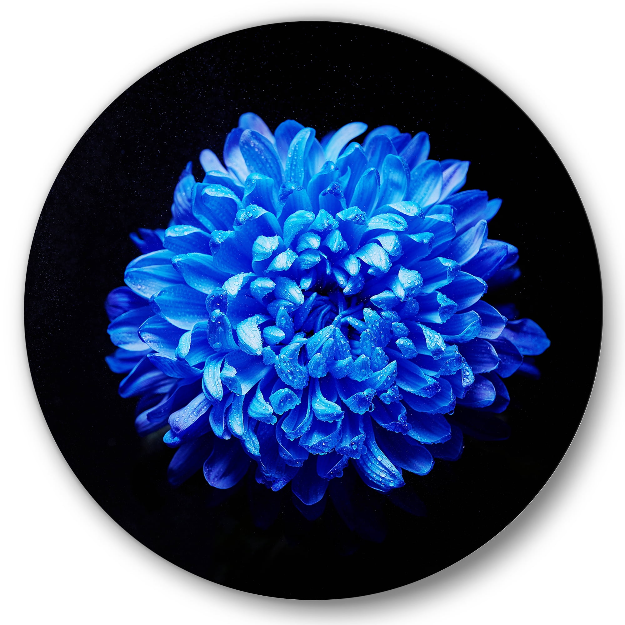 Designart 'Dew Drops on Blue Aster ' Traditional Circle Metal Wall Art 23x23 - Disc of 23
