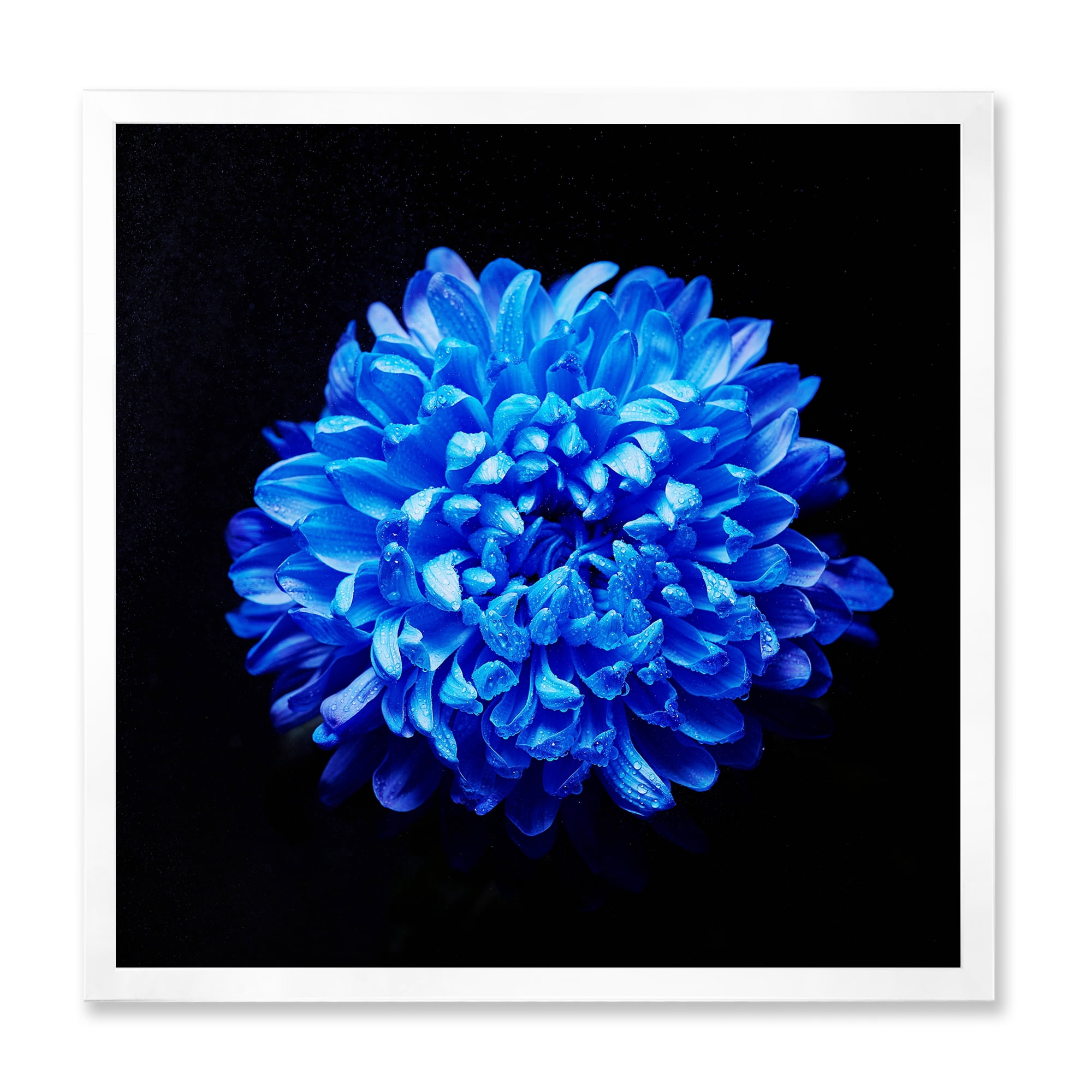 Designart 'Dew Drops on Blue Aster ' Traditional Framed Art Print