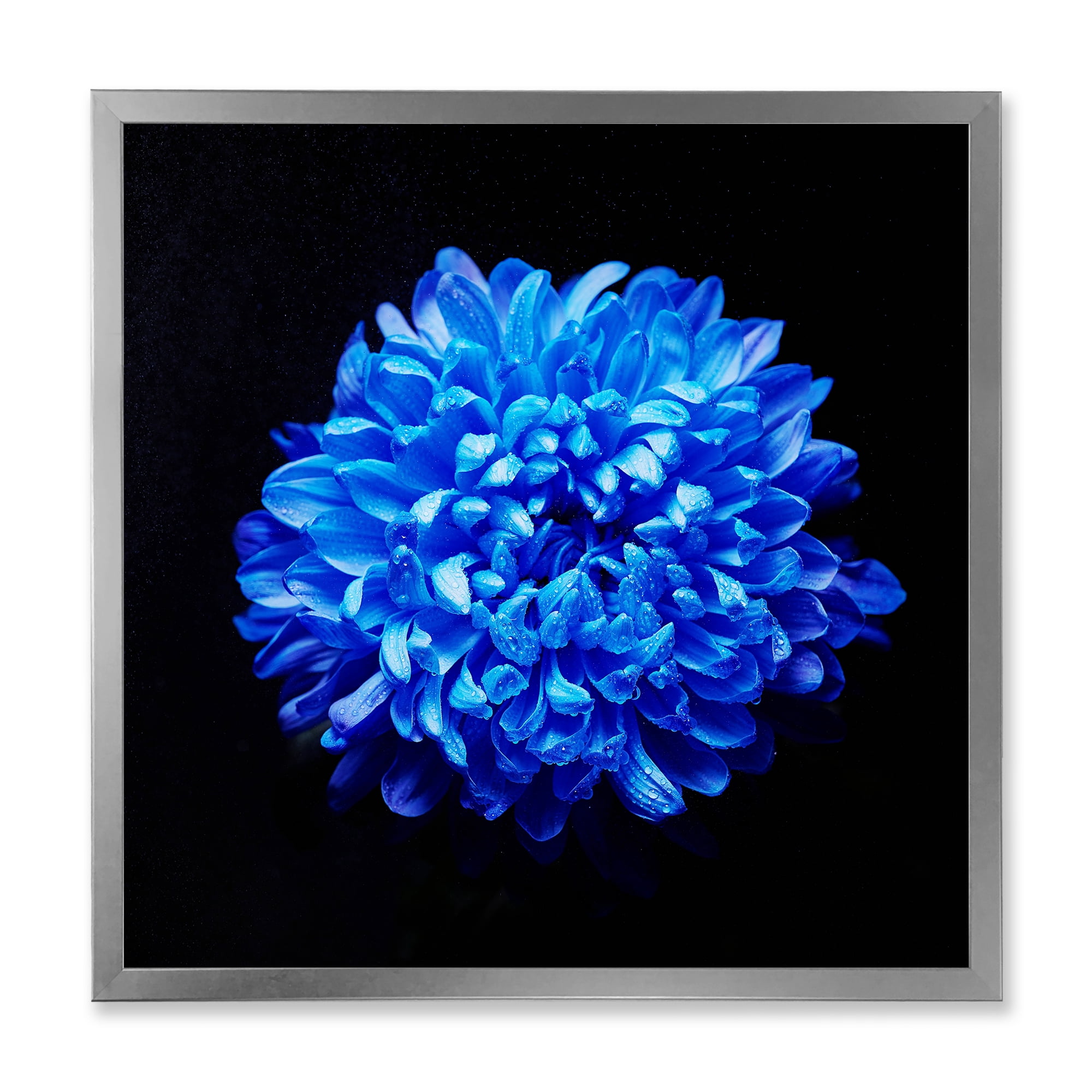 Designart 'Dew Drops on Blue Aster ' Traditional Framed Art Print