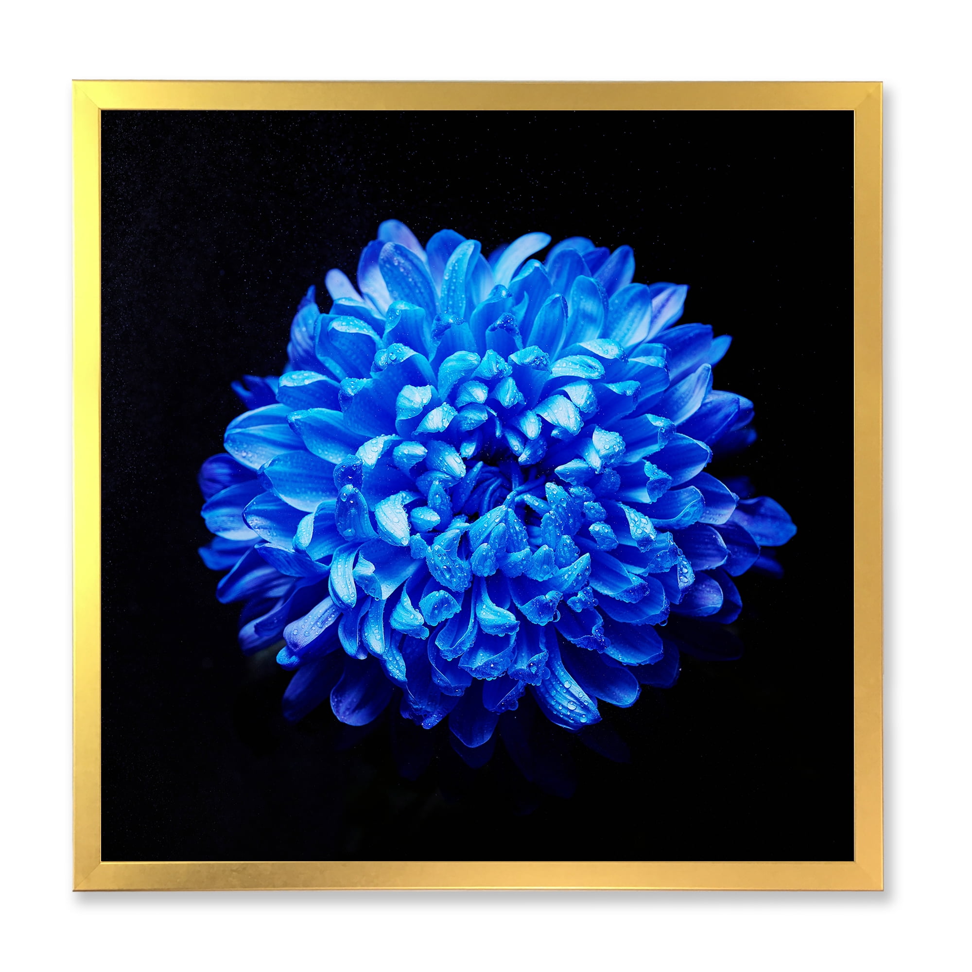 Designart 'Dew Drops on Blue Aster ' Traditional Framed Art Print