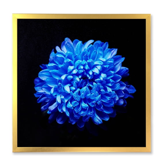 Designart 'Dew Drops on Blue Aster ' Traditional Framed Art Print