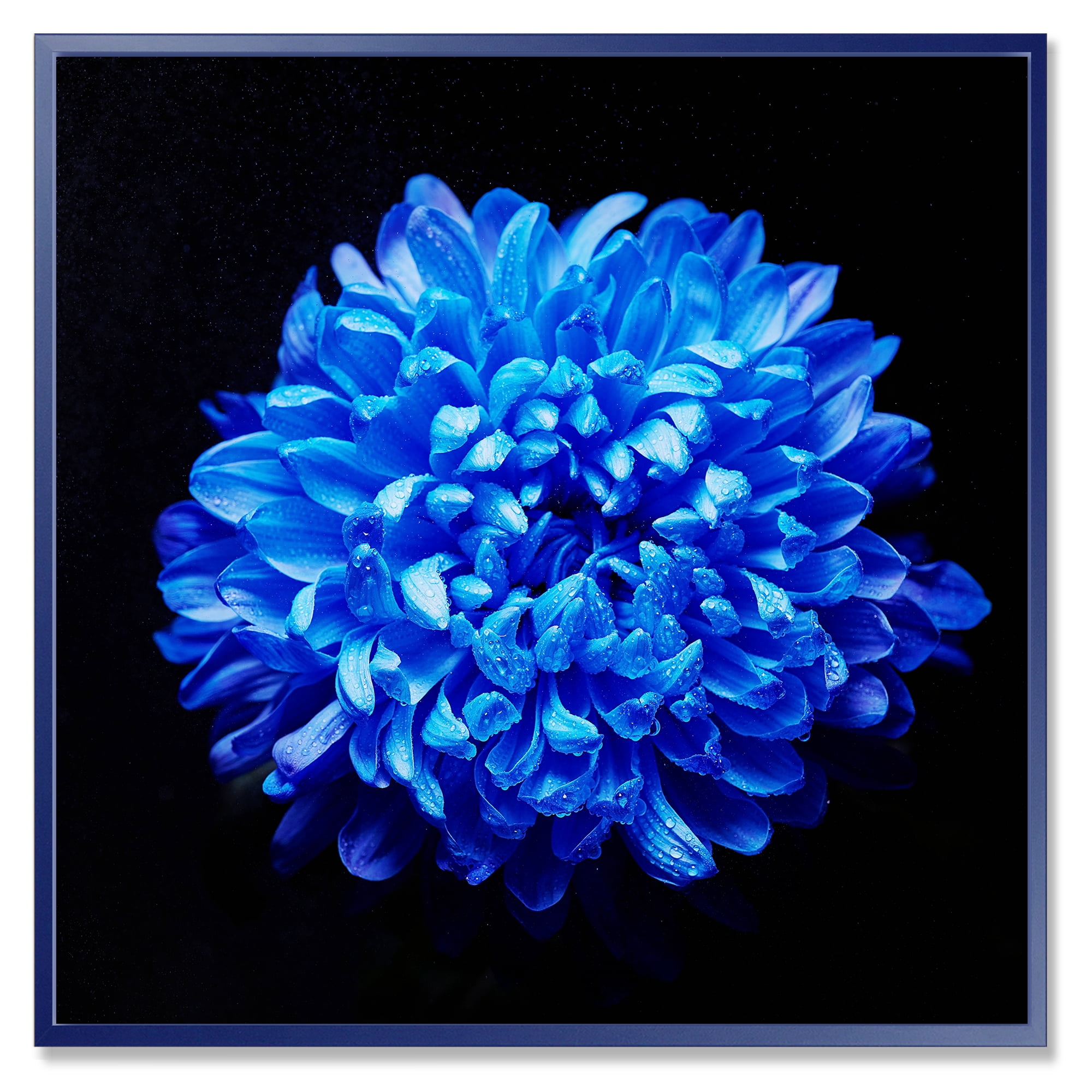 Designart 'Dew Drops on Blue Aster ' Traditional Framed Canvas Wall Art Print