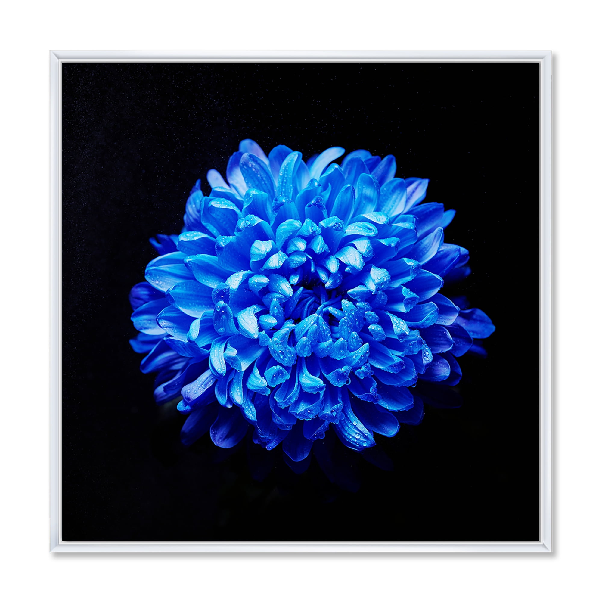 Designart 'Dew Drops on Blue Aster ' Traditional Framed Canvas Wall Art Print