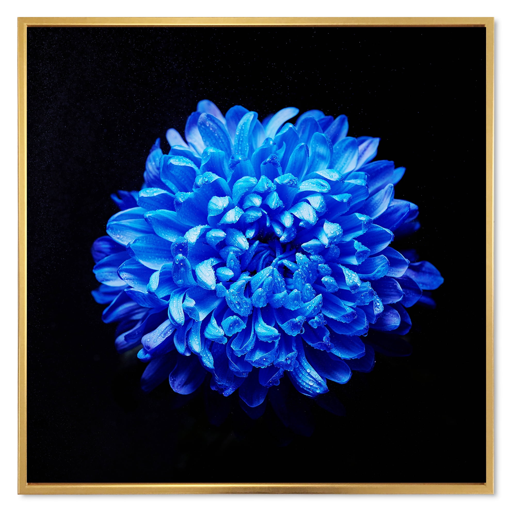 Designart 'Dew Drops on Blue Aster ' Traditional Framed Canvas Wall Art Print