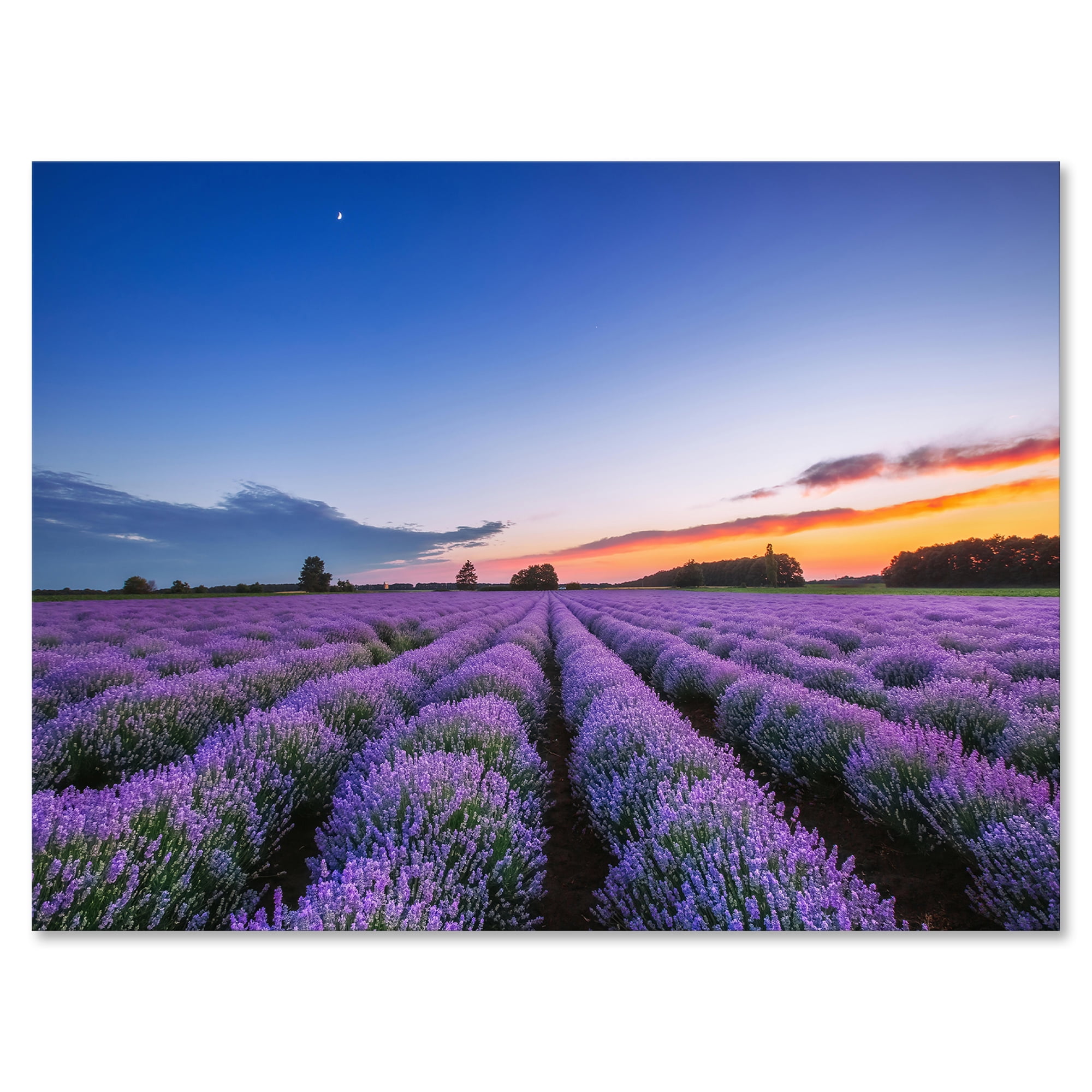 Designart ' Dramatic Clouds and Sunrise Over Lavender Field I ' Farmhouse Canvas Wall Art Print