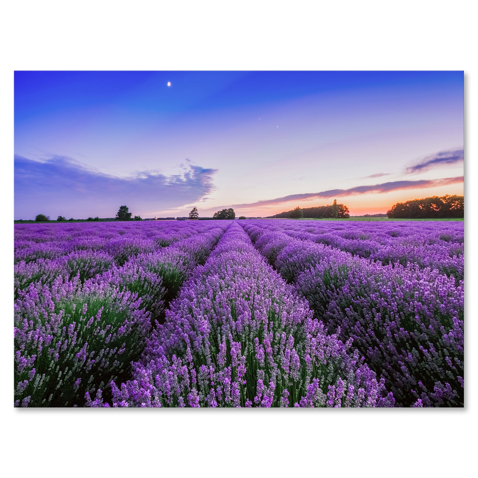 Designart ' Dramatic Clouds and Sunrise Over Lavender Field II ' Farmhouse Canvas Wall Art Print