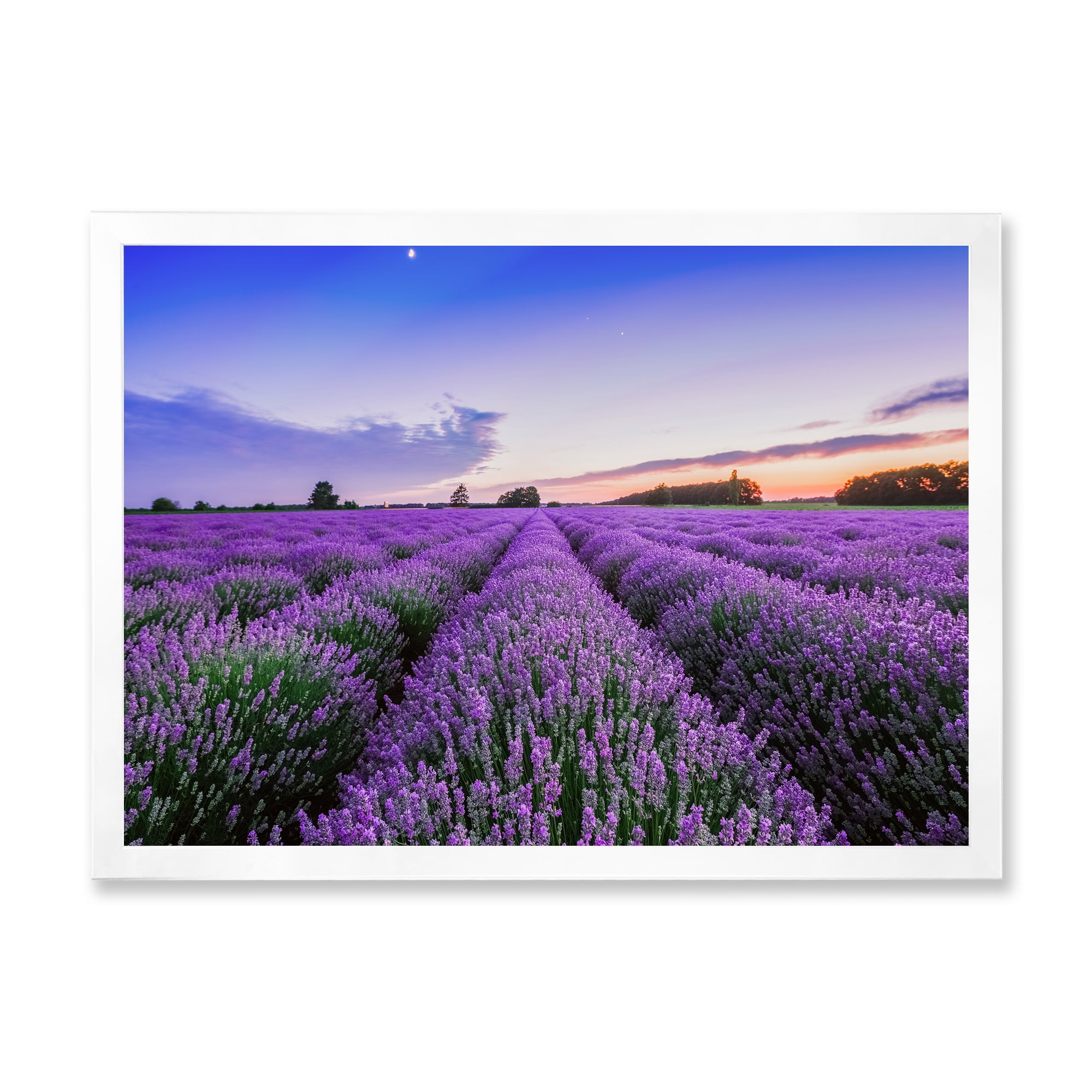 Designart 'Dramatic Clouds and Sunrise Over Lavender Field II' Farmhouse Framed Art Print