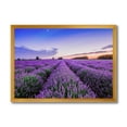 thumbnail image 1 of Designart 'Dramatic Clouds and Sunrise Over Lavender Field II' Farmhouse Framed Art Print, 1 of 4