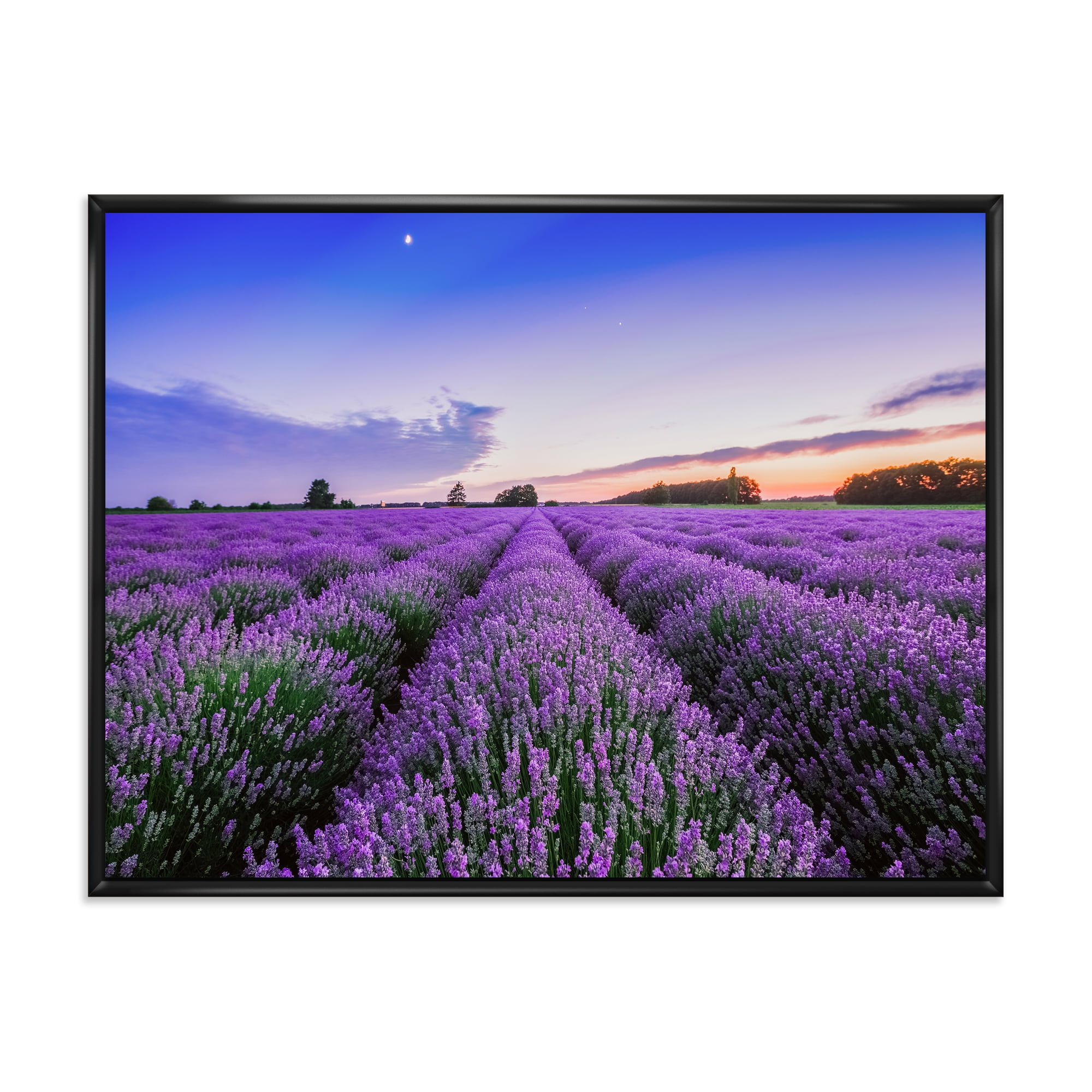 Designart 'Dramatic Clouds and Sunrise Over Lavender Field II' Farmhouse Framed Canvas Wall Art Print