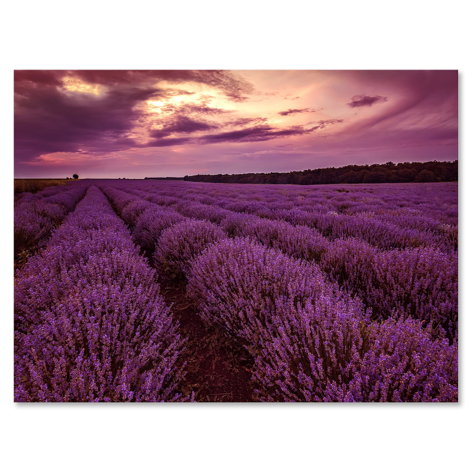 Designart ' Dramatic Clouds and Sunrise Over Lavender Field III ' Farmhouse Canvas Wall Art Print