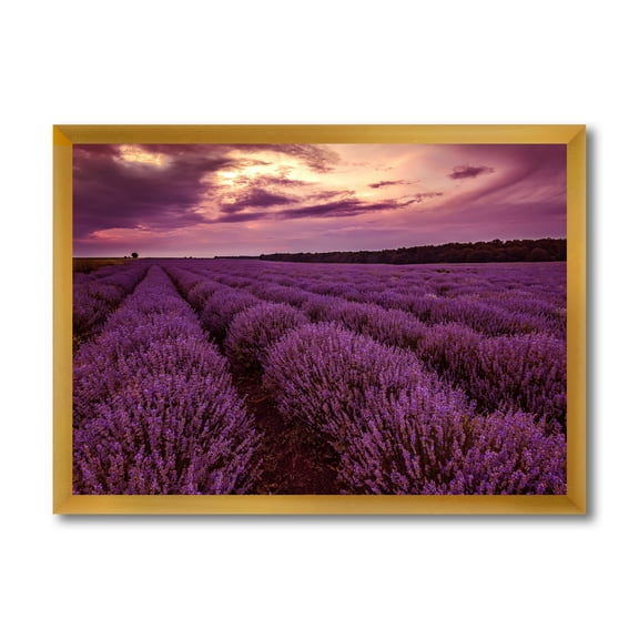 Designart 'Dramatic Clouds and Sunrise Over Lavender Field III' Farmhouse Framed Art Print
