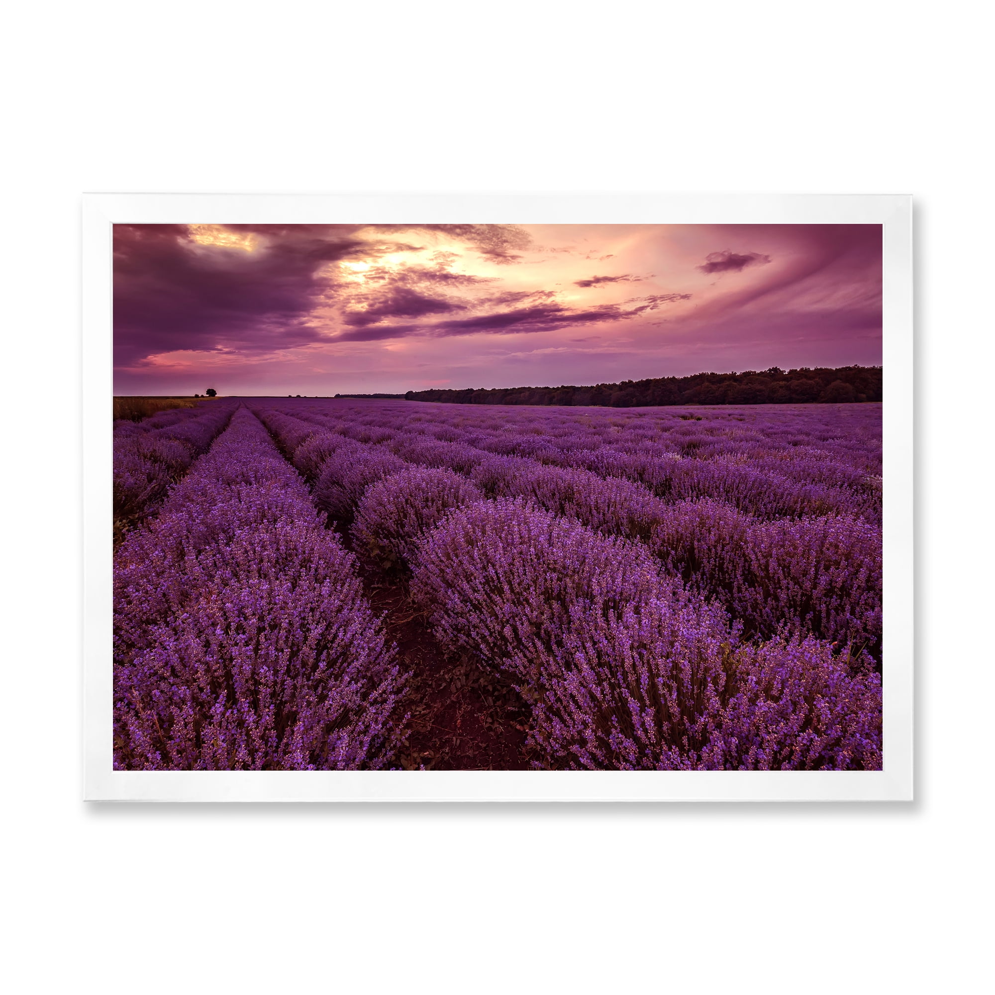 Designart 'Dramatic Clouds and Sunrise Over Lavender Field III' Farmhouse Framed Art Print