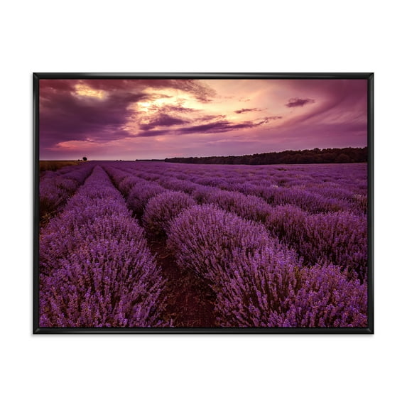 Designart 'Dramatic Clouds and Sunrise Over Lavender Field III' Farmhouse Framed Canvas Wall Art Print