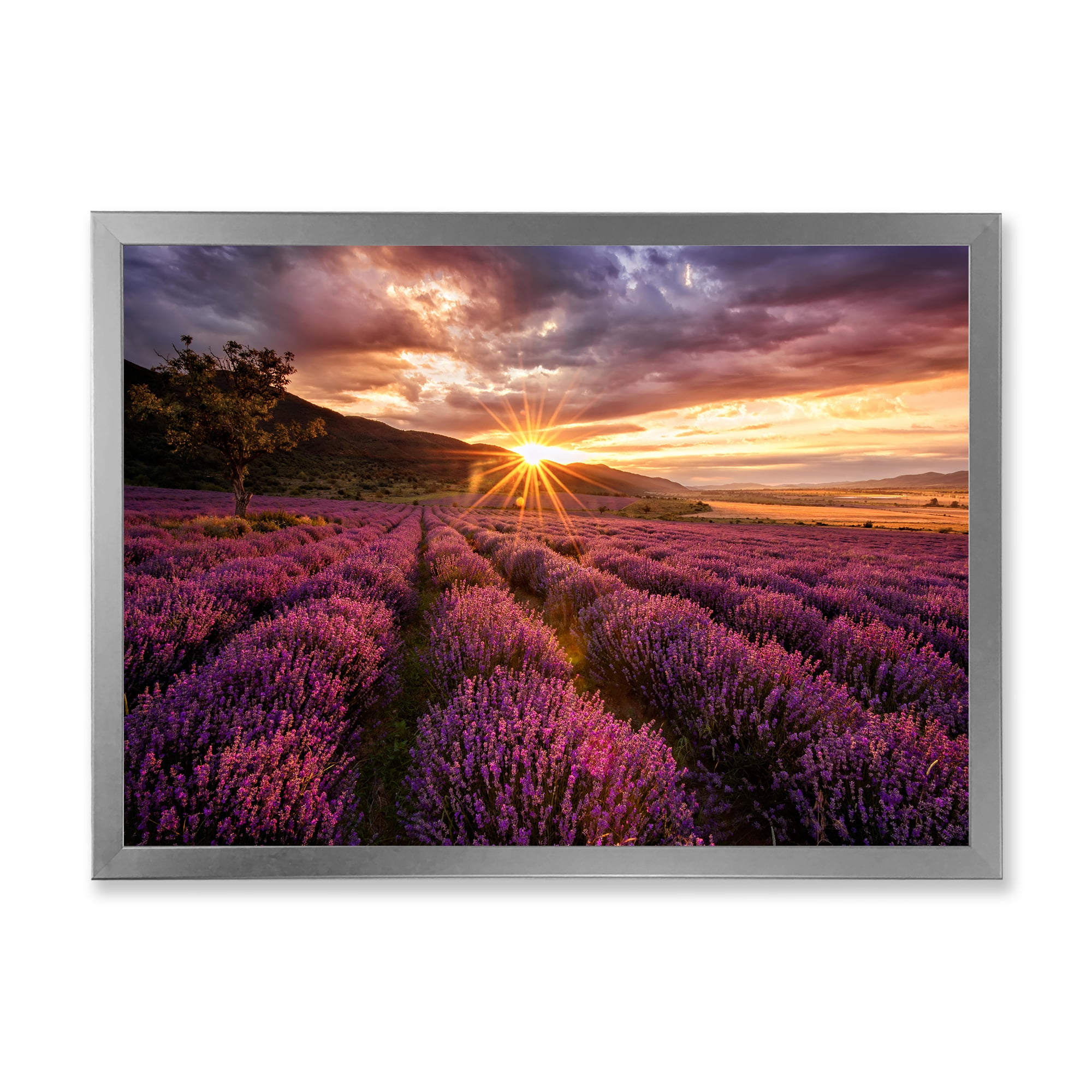 Designart 'Dramatic Clouds and Sunrise Over Lavender Field IV' Farmhouse Framed Art Print